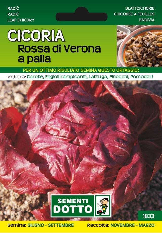 Cicoria Rossa di Verona a Palla
