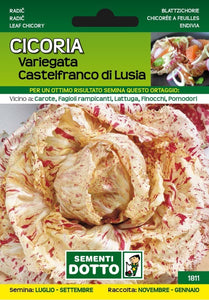 Cicoria Variegata Castelfranco di Lusia