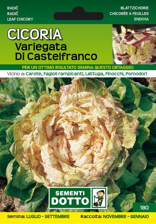 Cicoria Variegata di Castelfranco
