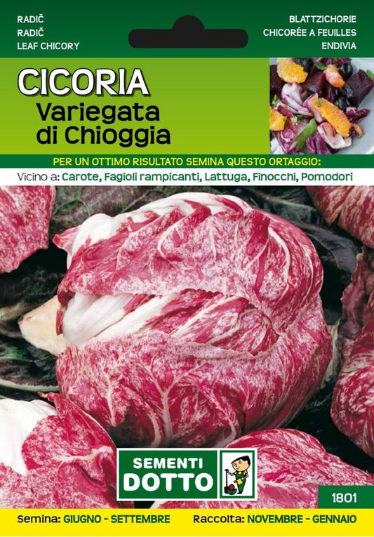 Cicoria Variegata di Chioggia