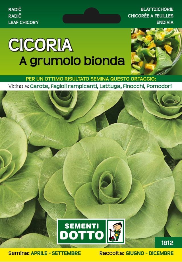 Cicoria a Grumolo Bionda