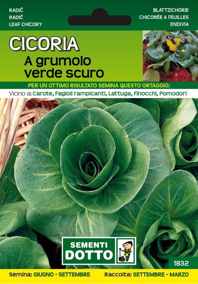 Cicoria a Grumolo Verde Scuro