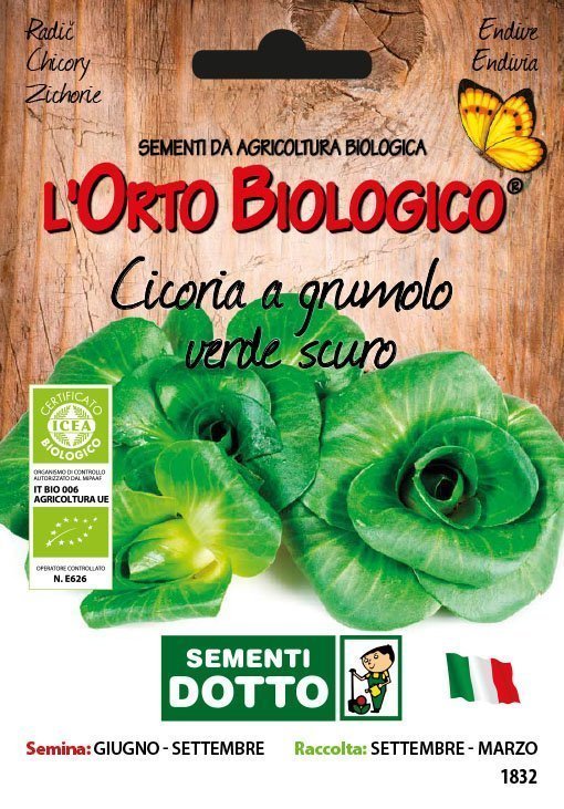 Cicoria a Grumolo Verde Scuro - Giardango