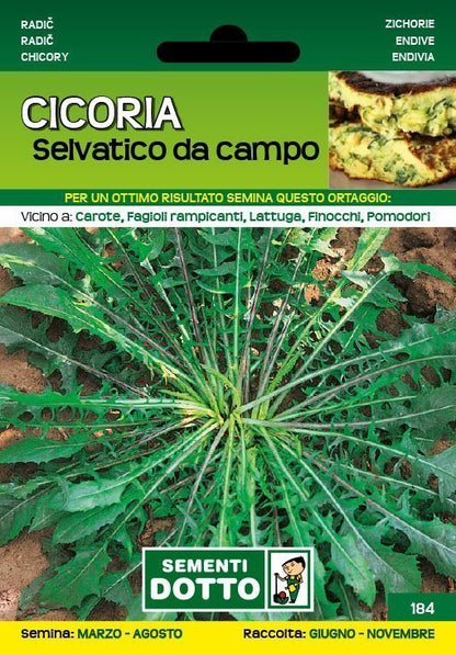 Cicoria Selvatico da Campo