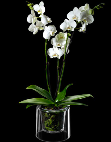 Vaso TRASPARENTE INFRANGIBILE per Orchidee, Phalenopsis Mitu