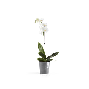 Vaso Ecopots Morinda per Orchidee Grigio
