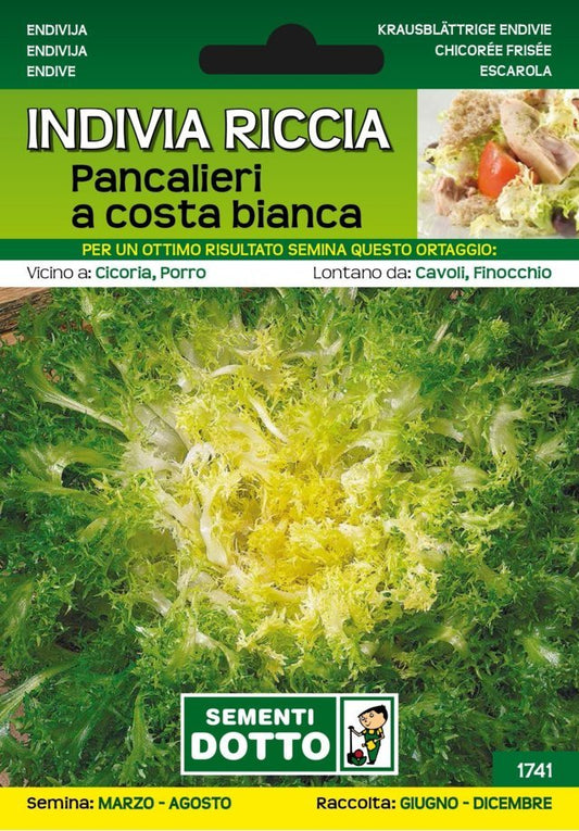 Indivia Riccia Pancalieri a Costa Bianca