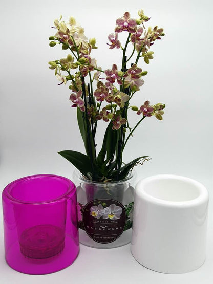 Vaso Epiphyta Masgabana 130 Fucsia Traslucido