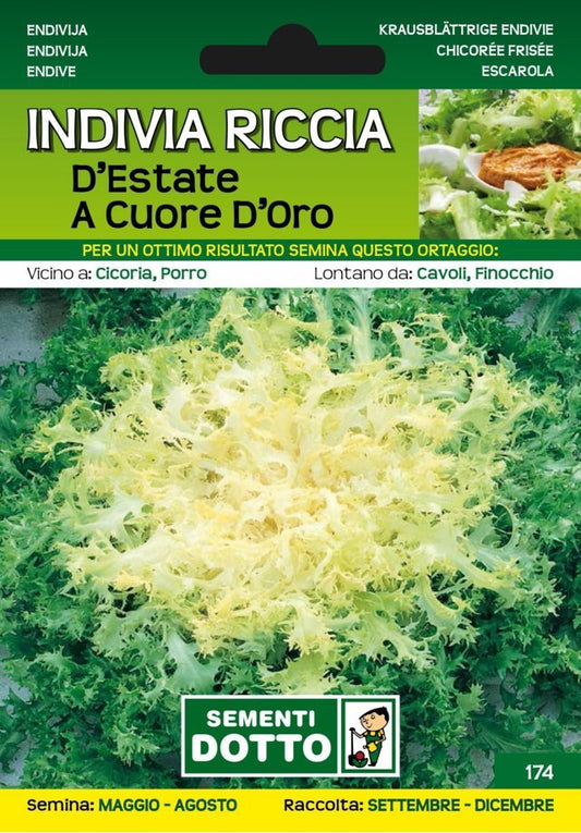Indivia Riccia d'Estate a Cuore d'Oro - Giardango