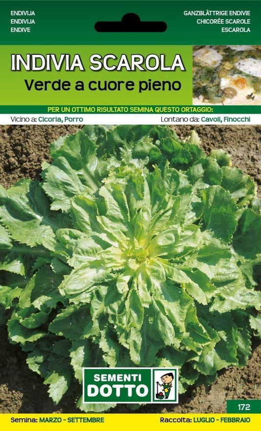 Indivia Scarola Verde a Cuore Pieno
