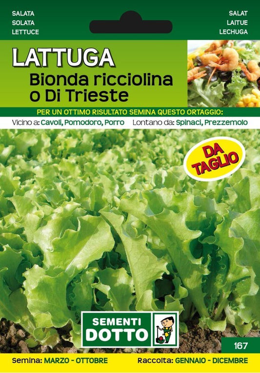 Lattuga Bionda Ricciolina o di Trieste