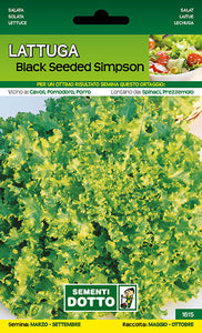 Lattuga Black Seeded Simpson