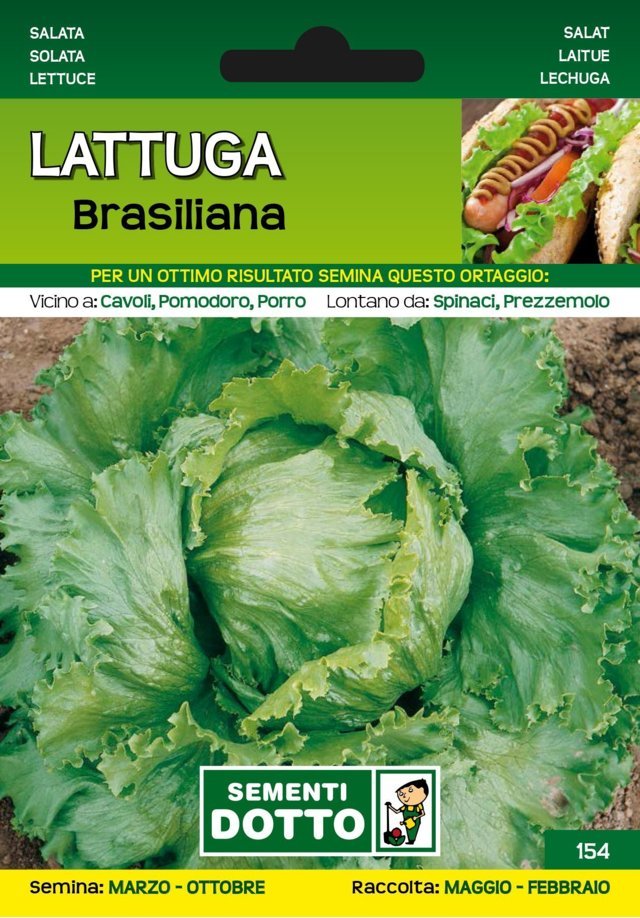 Lattuga Brasiliana