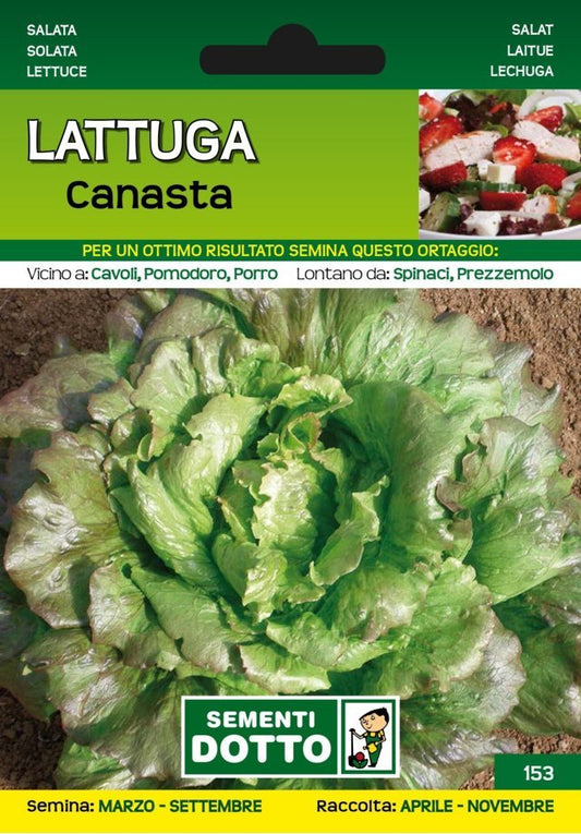 Lattuga Canasta - Giardango