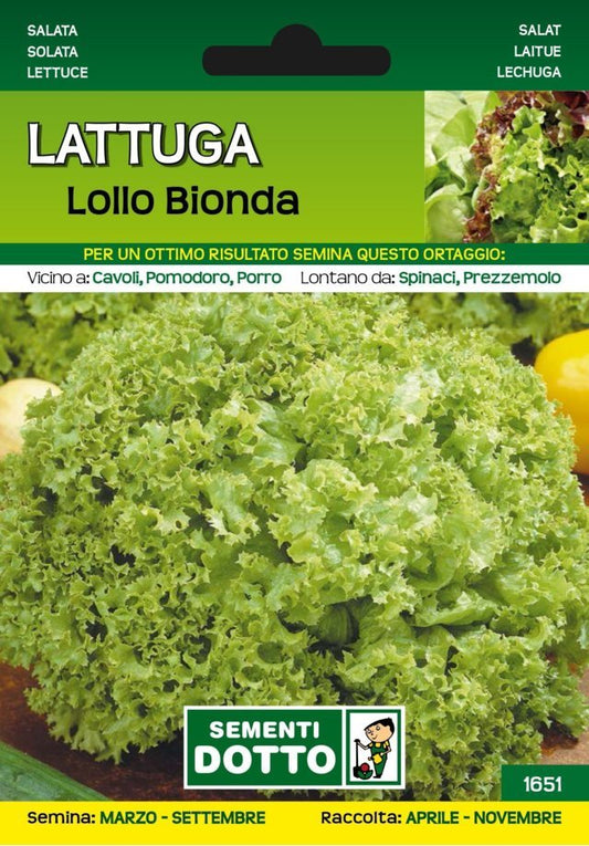 Lattuga Lollo Bionda - Giardango