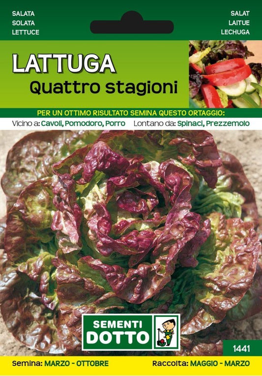 Lattuga Quattro Stagioni - Giardango