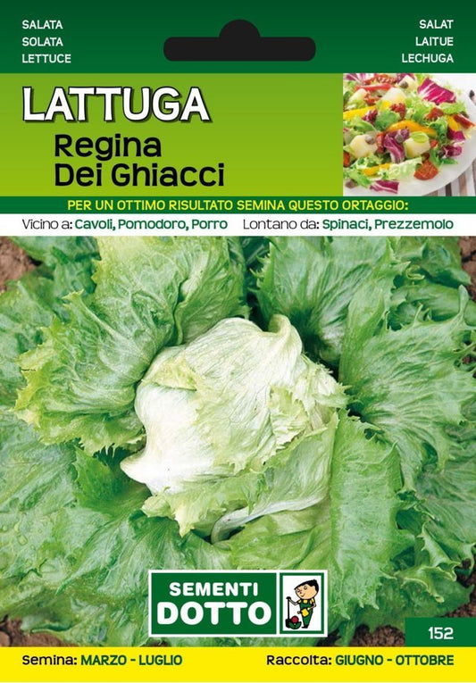 Lattuga Regina dei Ghiacci