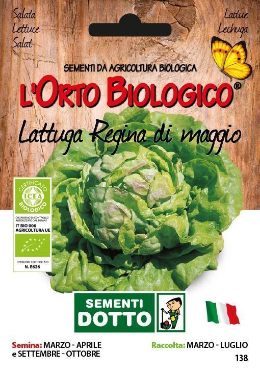 Lattuga Regina di Maggio - Giardango