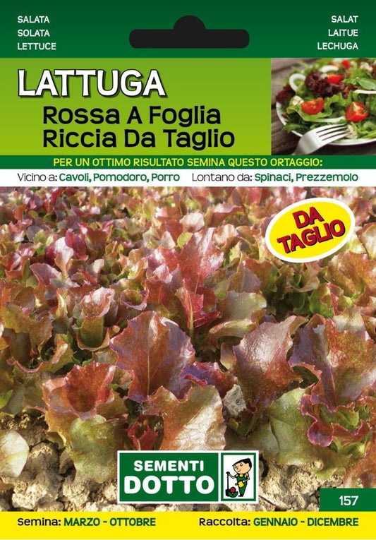 Lattuga Rossa a Foglia Riccia da Taglio