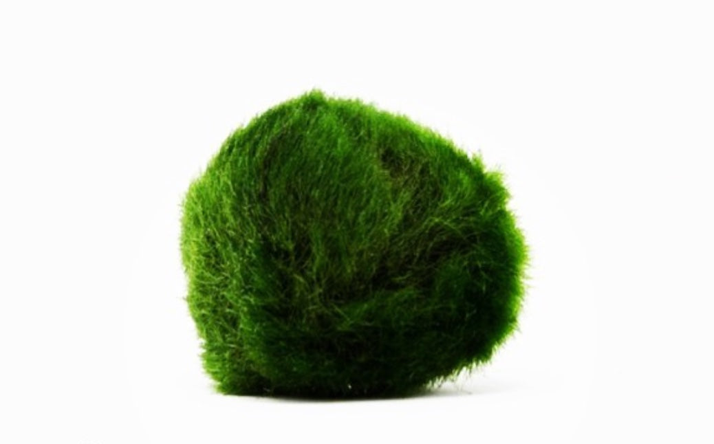 Marimo 30 Anni di Clo'eT design