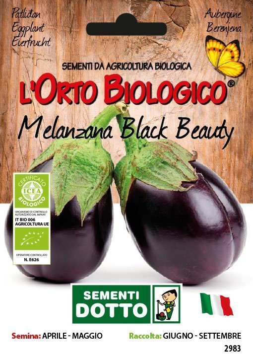 Melanzana Black Beauty - Giardango