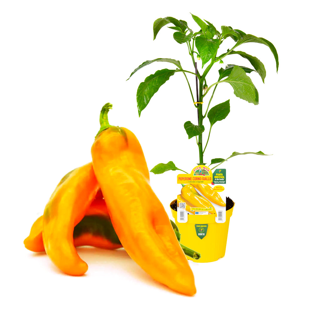 Peperone Corno Giallo (vaso 14cm)