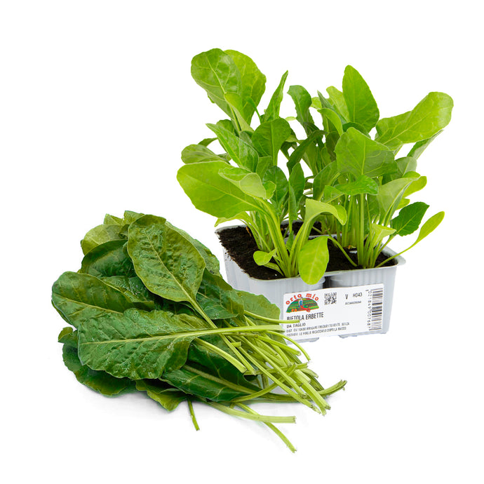 Bietola Erbetta Verde da Taglio