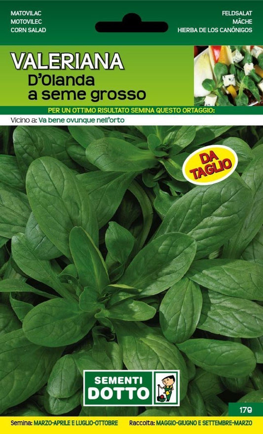 Valeriana d'Olanda a Seme Grosso