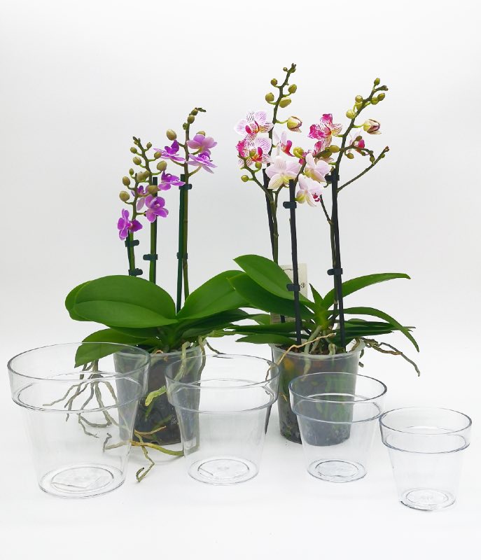 LATERN 30 Pezzi Vasi per Orchidee Trasparenti, 11,5cm Vaso per Fiori in  Plastica Vasi Rigidi per Scuola Materna Vasi per Piantine con Fori di