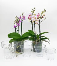 Carica l&#39;immagine nel visualizzatore di Gallery, Vaso Mitu Vision Trasparente per Orchidee Varie Dimensioni
