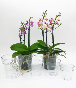 Vaso trasparente per orchidee  Materiali per la coltivazione delle  orchidee.