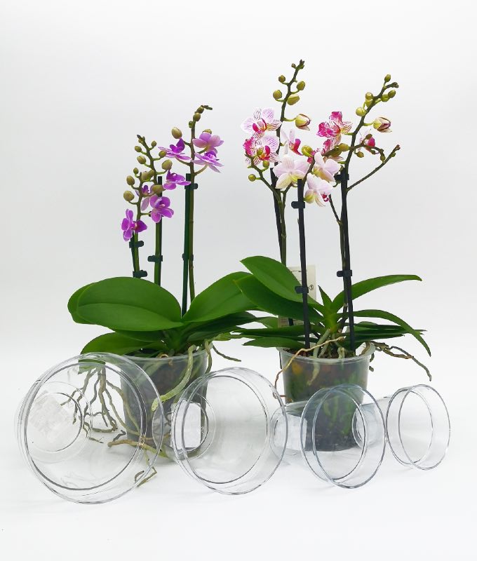 Vaso Mitu Vision Trasparente per Orchidee in Varie Dimensioni – Giardango