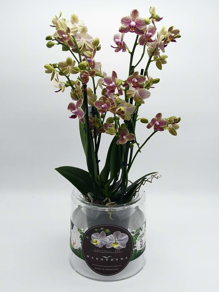 Vaso Epiphyta Masgabana 130 Trasparente Ideale per le Orchidee – Giardango