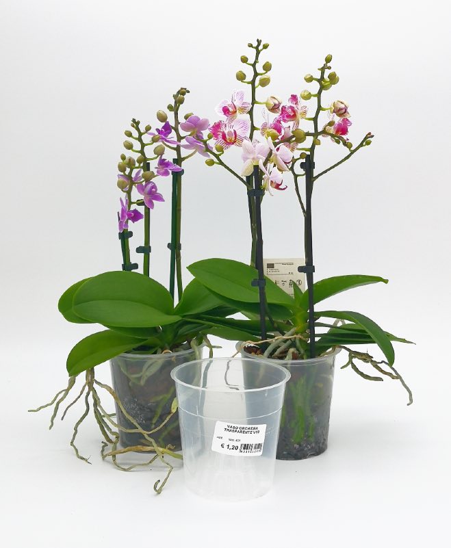 Vaso di fiori trasparente per orchidea da 10 cm Vaso di orchidea  traspirante a fessura in plastica