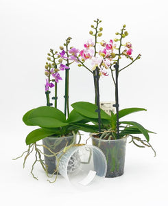 Vaso di Coltivazione per Orchidee