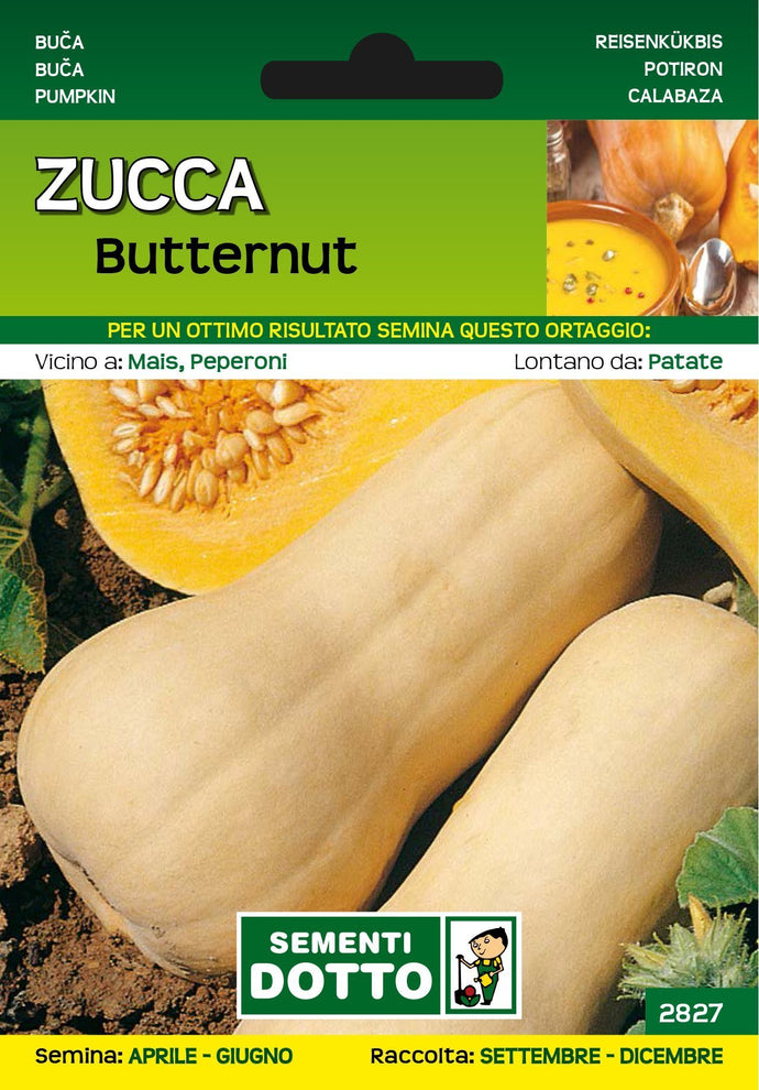 Zucca Butternut
