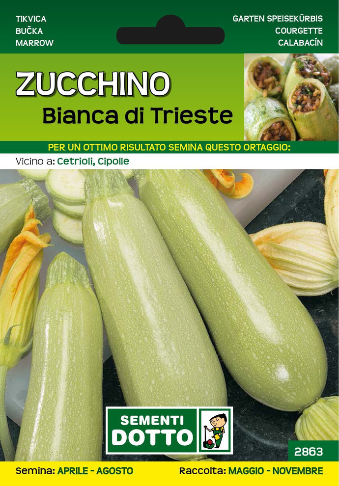 Zucchino Bianca di Trieste