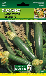 Zucchino Nano Verde di Milano