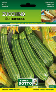 Zucchino Romanesco