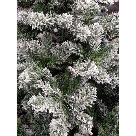 Abete Snowy Imperial Pine