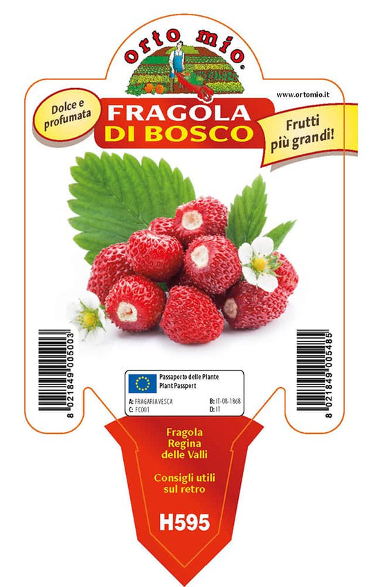 Fragola di Bosco