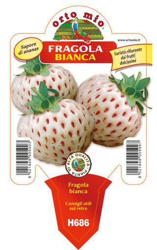 Fragola Bianca Ananas