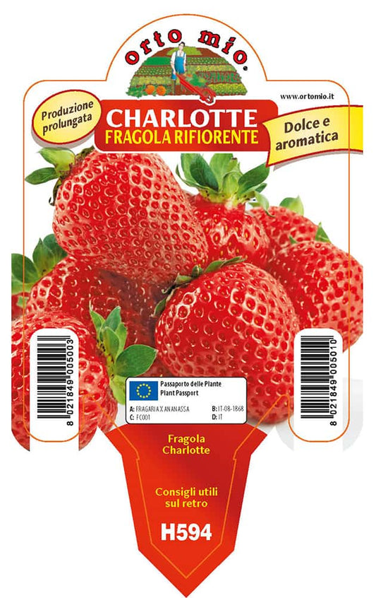 Fragola Rifiorente 4 stagioni Charlotte