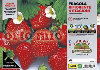 Fragola rifiorente 4 Stagioni