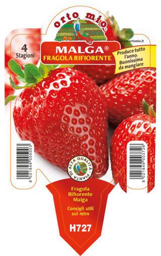 Fragola Rifiorente 4 stagioni Malga