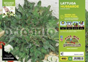 Lattuga Barba dei Frati rossa