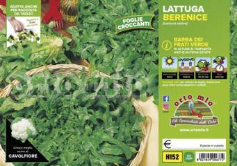 Lattuga Barba dei Frati verde