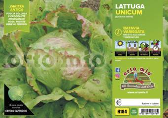 Lattuga Batavia Variegata Brasiliana Unicum Vaschetta 9 Piantine