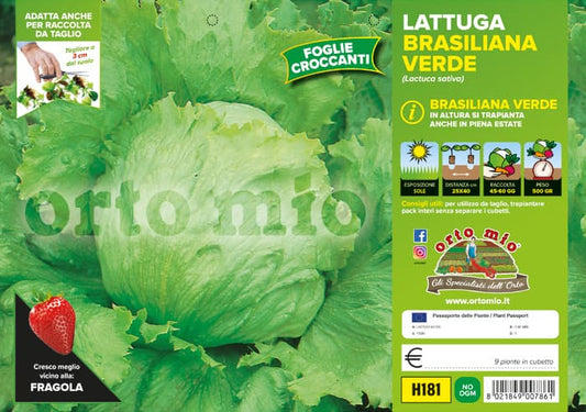 Lattuga Brasiliana verde