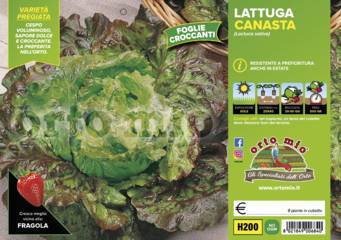 Lattuga Canasta